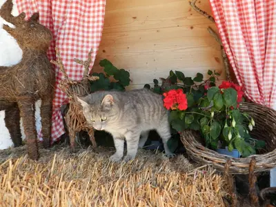 Haustiere von Gästen der Unterkunft Biohof Vorderreith
