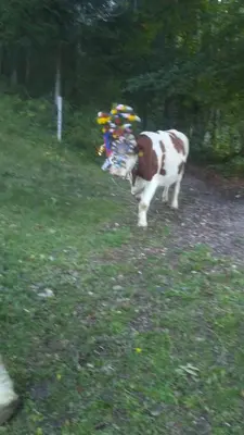 Tiere in der Ferienwohnung oder in der Nähe