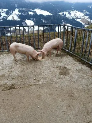 Tiere in der Ferienwohnung oder in der Nähe