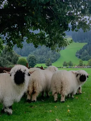 Tiere im Bed & Breakfast oder in der Nähe