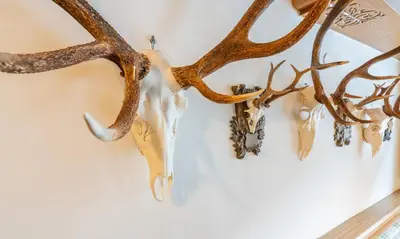 Tiere im Hotel oder in der Nähe