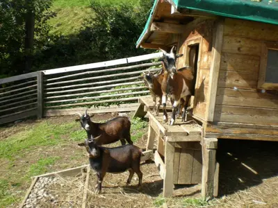 Tiere im Hotel oder in der Nähe
