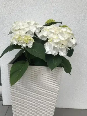 Grundriss der Unterkunft quartier39