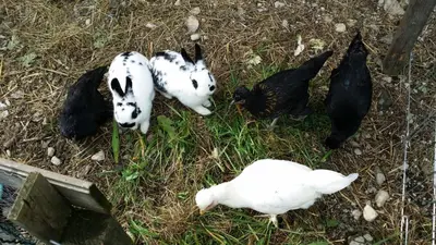 Tiere auf dem Campingplatz oder in der Nähe