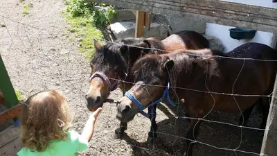 Tiere auf dem Campingplatz oder in der Nähe