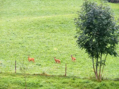 Tiere in der Ferienwohnung oder in der Nähe