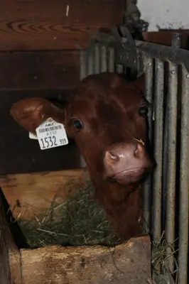 Tiere im Ferienhaus oder in der Nähe