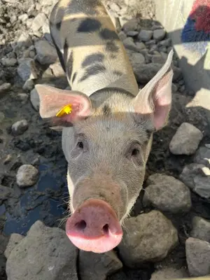 Tiere in der Ferienwohnung oder in der Nähe