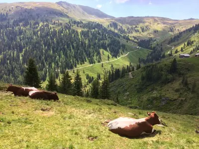 Tiere in der Ferienwohnung oder in der Nähe