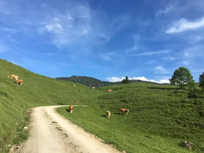 Tiere in der Ferienwohnung oder in der Nähe