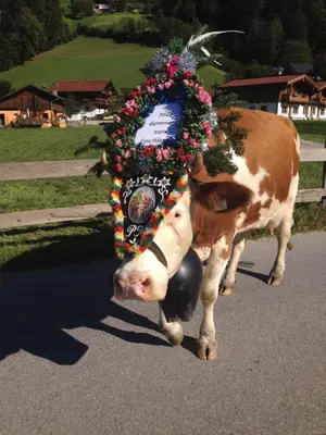 Tiere im Chalet oder in der Nähe