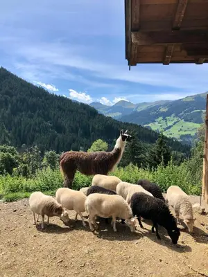 Tiere in der Ferienwohnung oder in der Nähe