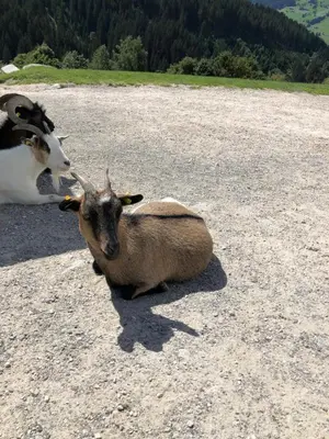 Tiere in der Ferienwohnung oder in der Nähe