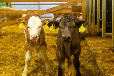 Tiere in diesem Bauernhof oder in der Nähe