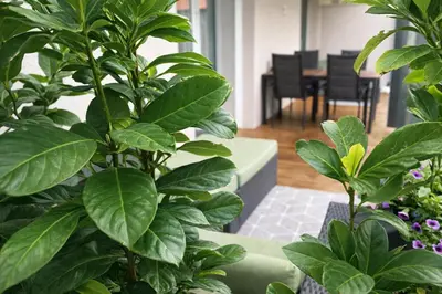 Ein Garten an der Unterkunft DESIGN LODGE - AlpenLuxus Collection