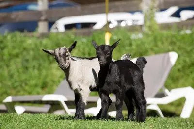 Tiere im Hotel oder in der Nähe