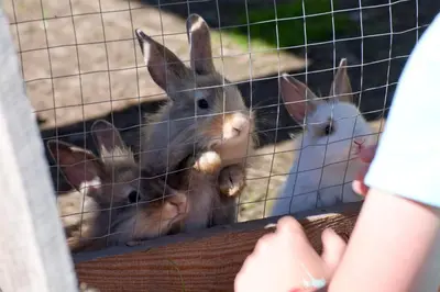 Tiere im Hotel oder in der Nähe