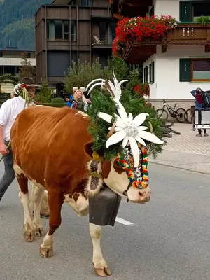 Tiere in der Ferienwohnung oder in der Nähe
