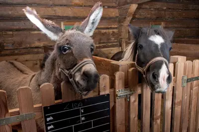 Tiere im Hotel oder in der Nähe