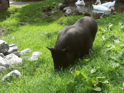 Tiere in der Ferienwohnung oder in der Nähe