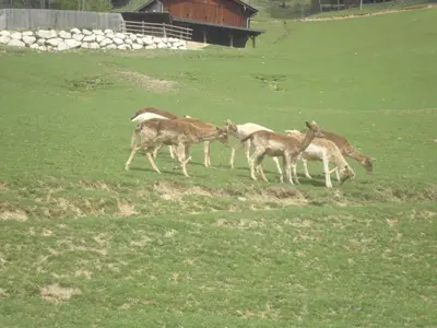 Tiere in der Ferienwohnung oder in der Nähe