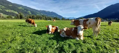 Tiere in der Pension oder in der Nähe