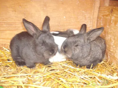 Tiere in der Ferienwohnung oder in der Nähe