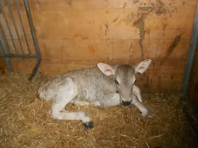 Tiere in der Ferienwohnung oder in der Nähe