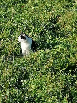 Tiere in der Ferienwohnung oder in der Nähe