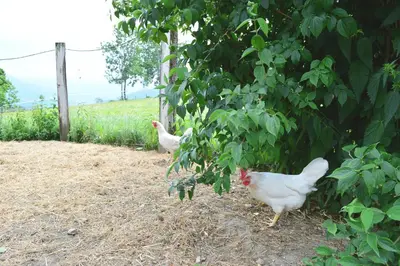 Grundriss der Unterkunft Achrainer-Moosen
