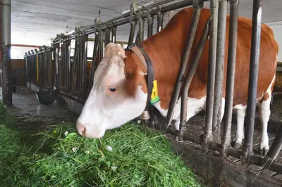 Tiere in diesem Bauernhof oder in der Nähe