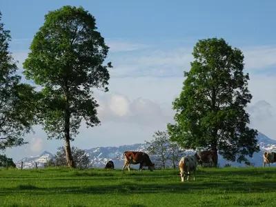Tiere in diesem Bauernhof oder in der Nähe
