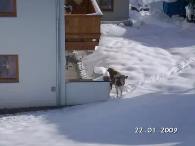 Haustiere von Gästen der Unterkunft Haus Sonnleiten