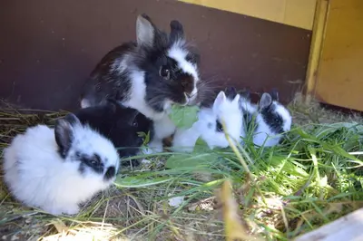 Tiere in der Ferienwohnung oder in der Nähe