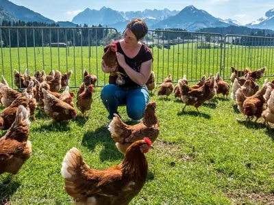 Tiere im Bed & Breakfast oder in der Nähe