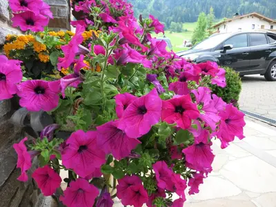 Ein Garten an der Unterkunft Haus Daniela