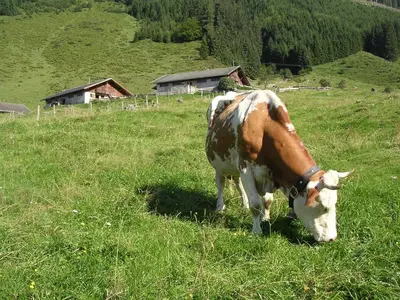 Tiere in der Ferienwohnung oder in der Nähe