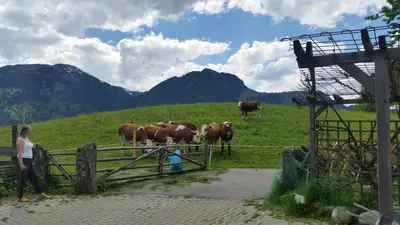 Tiere in der Ferienwohnung oder in der Nähe