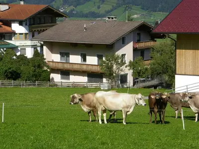 Tiere im Ferienhaus oder in der Nähe