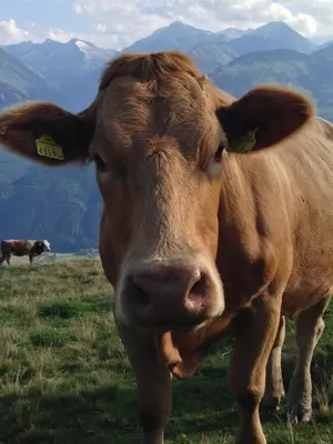 Tiere in diesem Bauernhof oder in der Nähe