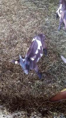 Tiere in der Pension oder in der Nähe