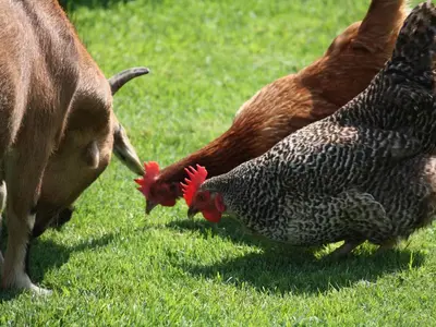 Tiere im Bed & Breakfast oder in der Nähe