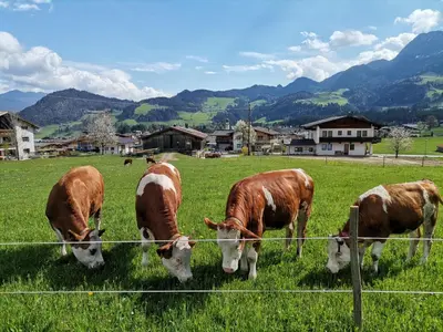 Tiere im Ferienhaus oder in der Nähe