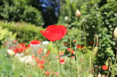 Ein Garten an der Unterkunft Ferienhaus Weberhof