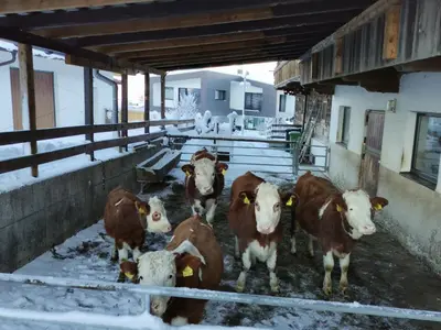 Tiere im Ferienhaus oder in der Nähe