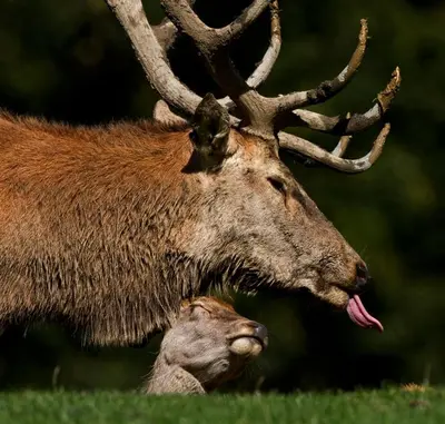 Tiere in der Pension oder in der Nähe