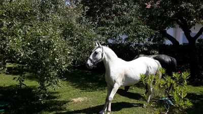 Tiere in der Pension oder in der Nähe