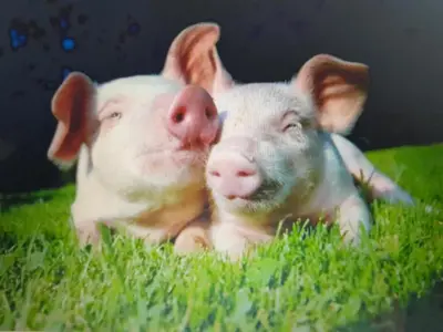 Tiere in der Ferienwohnung oder in der Nähe