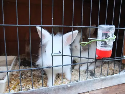 Tiere in der Ferienwohnung oder in der Nähe