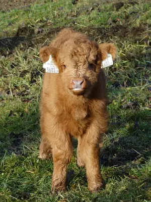 Tiere in der Ferienwohnung oder in der Nähe